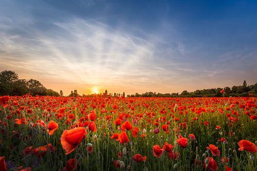 Avond in het klaprozenveld