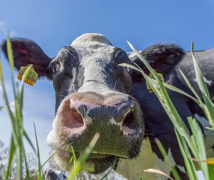 Koeien voor het eerst de wei in by Elbertsen Fotografie