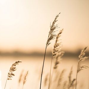 Schilf und Gräser am See im Sonnenuntergang