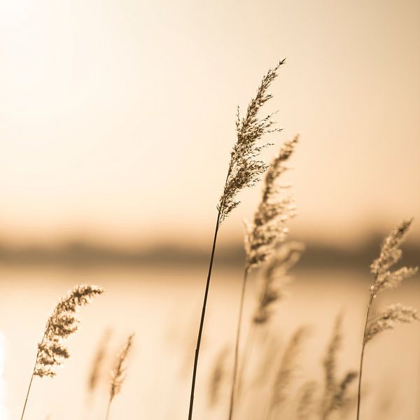 Riet en grassen bij het meer bij zonsondergang van Voss fotografie