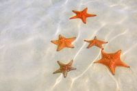 Starfish
