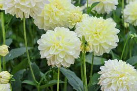 White dahlia by Arie van Vugt