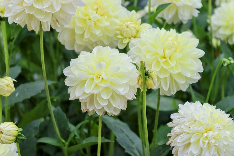 Witte dahlia van Arie van Vugt