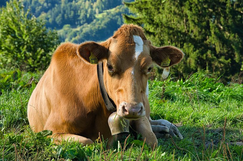 Jeune vache en Bavière par Tanja Voigt