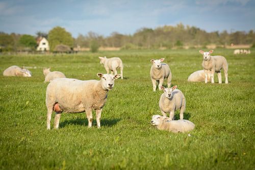 De schapen en lammetjes in het weiland kijken jouw kant op