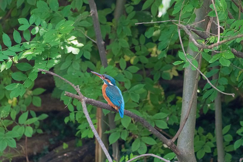 The kingfisher on a branch by Merijn Loch