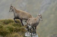 Steinkitze... Alpensteinbock *Capra ibex* van wunderbare Erde thumbnail