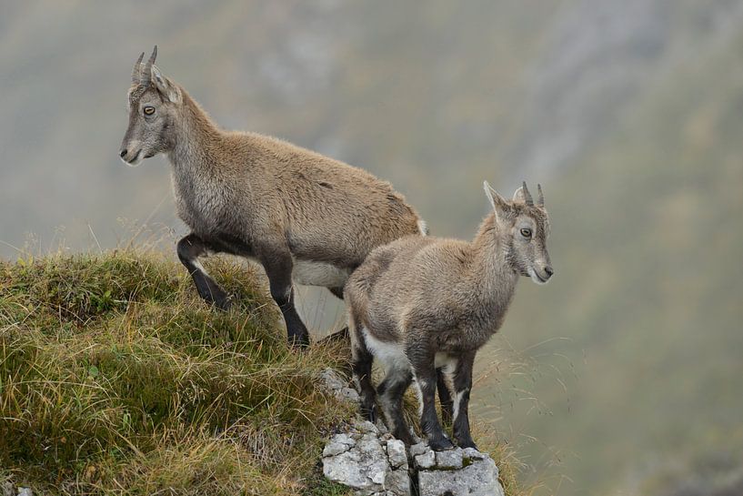 Steinkitze... Alpensteinbock *Capra ibex* van wunderbare Erde