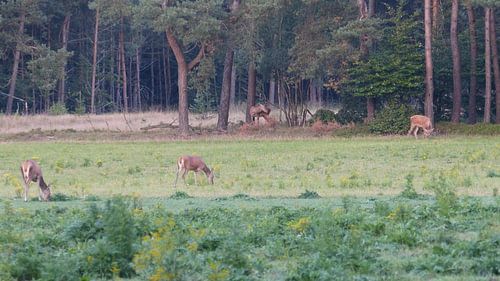 Herten, Zwijnen