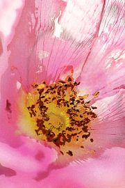 Schilderachtige bloem van de rozenbottel.