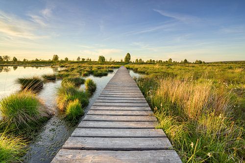 Footbridge through the High Fens in Belgium