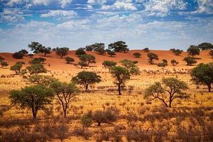 Kalahari-Wüste, Namibia