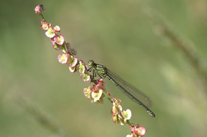 Grote roodoogjuffer by Hans Hendriks