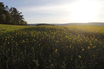 Sonnenuntergang in Richtung Rhön mit Rapsfeld