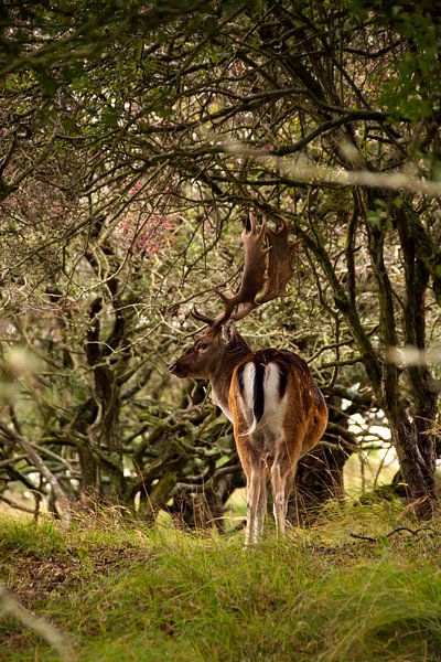 Fallow deer standing between the trees by Margreet Frowijn