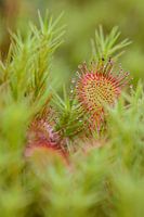 Rood in groen