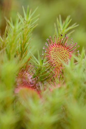 Rood in groen van Marcel  van Rooijen