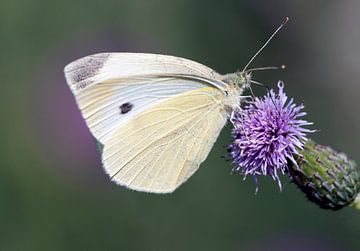 Witte vlinder van Maurice de vries