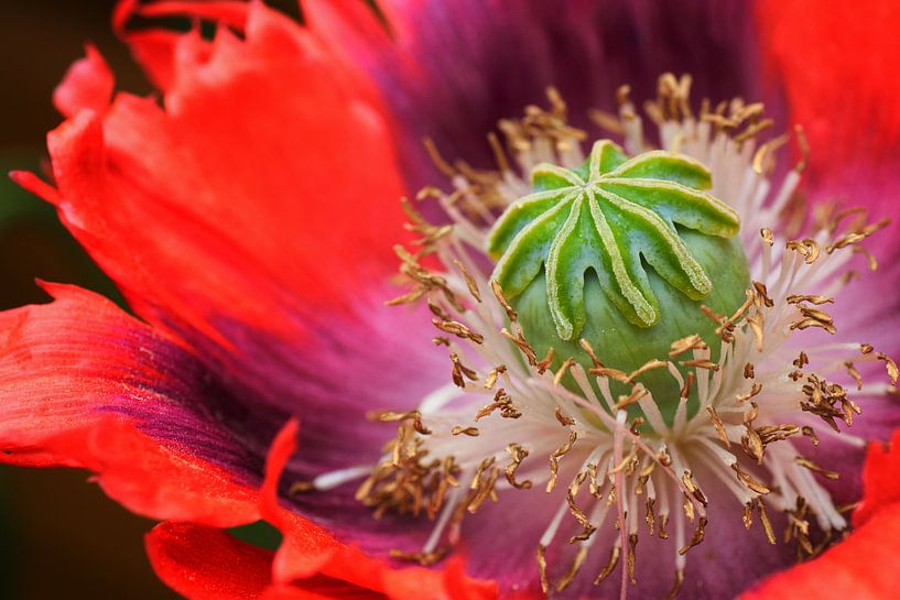 Mohn von Cor de Hamer