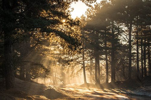 Zonnestralen in het bos