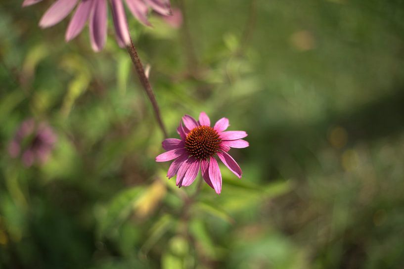 pink flower by harm Henstra