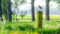 Grutto, weidevogel, Friesland, Nederland.