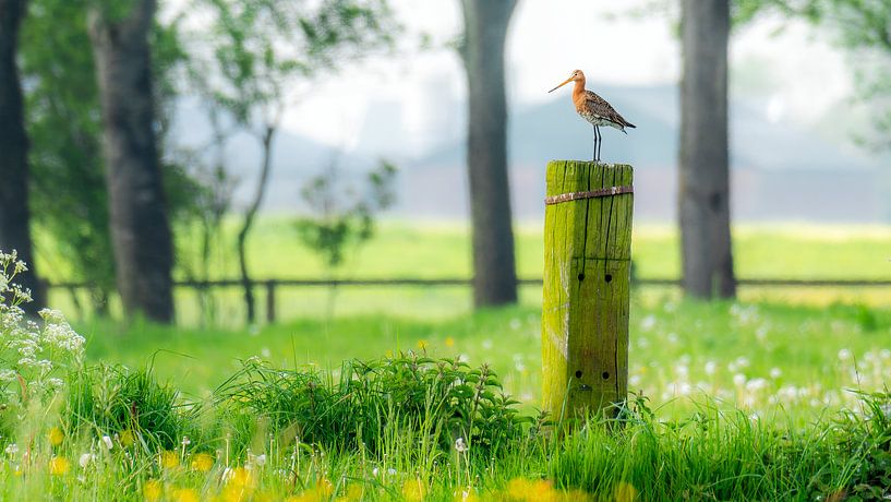Grutto, weidevogel, Friesland, Nederland. van Jaap Bosma Fotografie