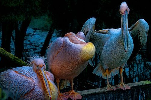 Pellicans