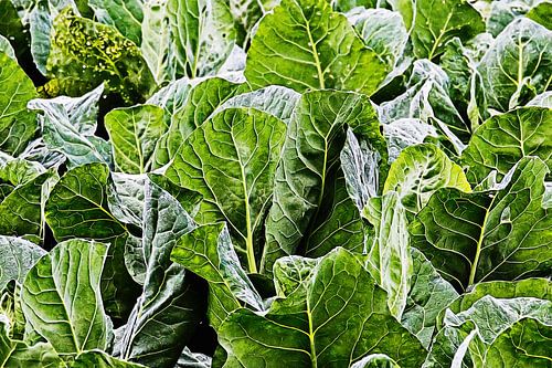 Cabbage leaves