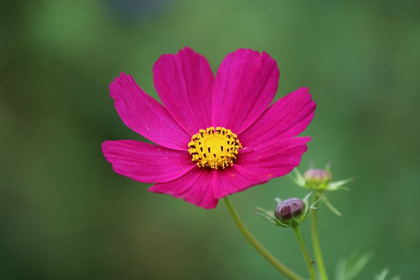 schöne Blume von Mila van Pijkeren