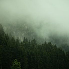 Des arbres dans le brouillard sur Ivo Michielsen