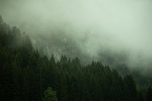 Bomen in de mist