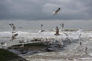 Mouettes volantes sur la côte