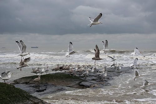 Flying seagulls on the coast
