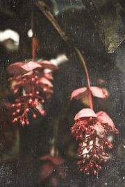 Medinilla Magnifica | Pink flower in bloom in a greenhouse by Eva Krebbers | Tumbleweed & Fireflies Photography