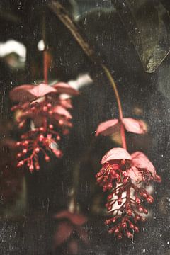 Medinilla Magnifica | Pink flower in bloom in a greenhouse