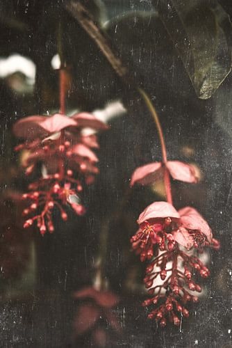 Medinilla Magnifica | Roze bloem in bloei in een kas