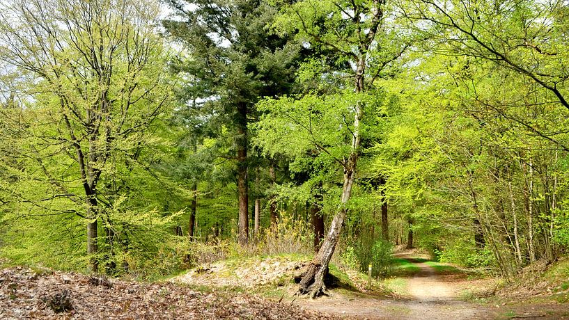 Frühlingsanfang im Wald von Corinne Welp