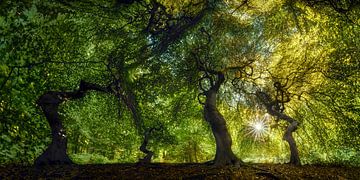 Forest with old trees under a glowing canopy of leaves