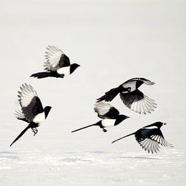 Elstern im Schnee von Hans Hut
