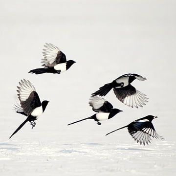Magpies in the snow by Hans Hut