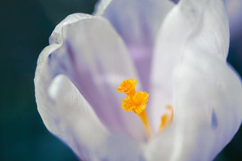 Witte krokus op Petrol blauw | Natuur fotografie