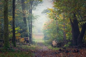 Malerischer holländischer Wald