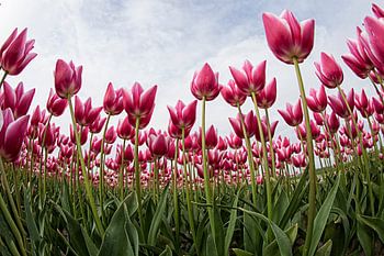 Tulpen
