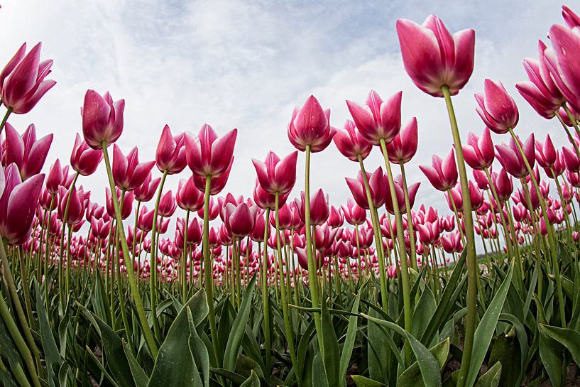 tulipes par Anne-Marie Vermaat