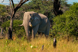Male African Elephant Walking Through a Bush Field by Johannes Jongsma