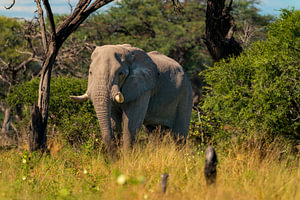 African Elephant Bull Walking Through Bush Veld