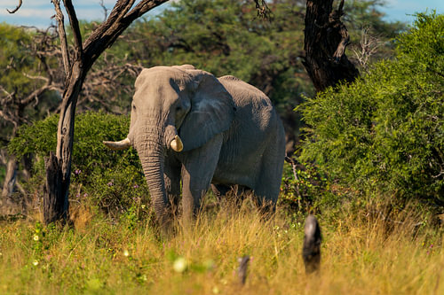 African Elephant Bull Walking Through Bush Veld