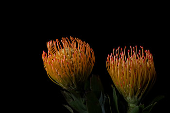 Ochre Poise