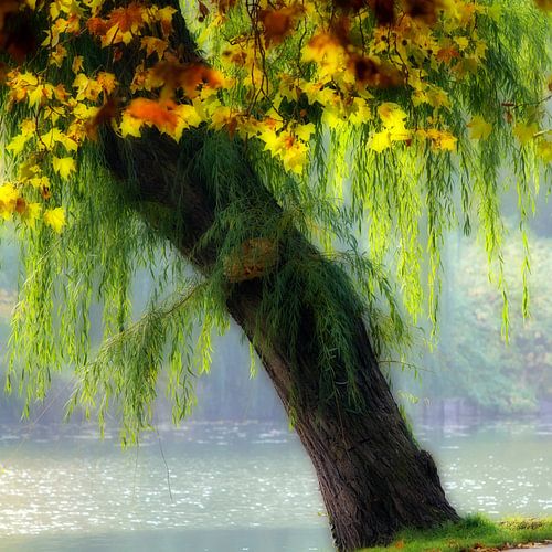 BERLIJN Lietzensee Boom - herfstboom special